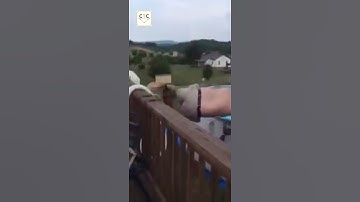 #Shorts - Fat man slip #funny video