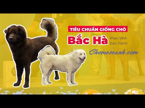 Video Tiêu chuẩn giống chó Bắc Hà thuần chủng có nguồn gốc... - youtube