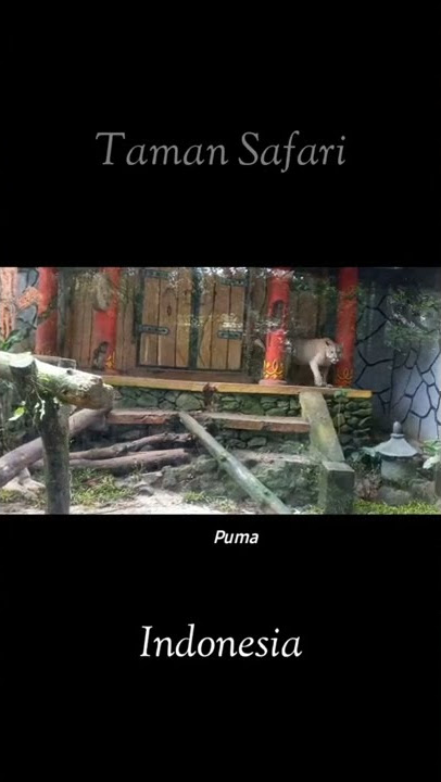 Puma Di Taman Safari Indonesia