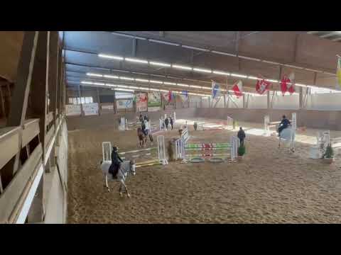 Poney à Vendre - Top Ponette Pour Commencer Les Concours à Vendre - Equirodi.ch