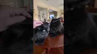 The twins holding the table down! Lol.🤣😂😅 by Twin Chantilly Tiffanys Benny & Bandit 134 views 1 year ago 2 minutes, 8 seconds