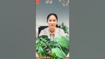 CÔNG DỤNG KỲ DIỆU CỦA CÂY BÌM BỊP ( CÂY XƯƠNG KHỈ) #caythuocquanhta #shortyoutubevideo
