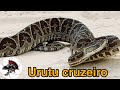 Urutu cruzeiro a serpente brasileira mais perigosa | Biólogo das Serpentes | Biólogo Henrique