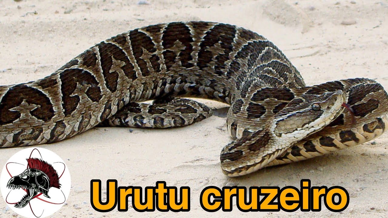 Urutu cruzeiro a serpente brasileira mais perigosa | Biólogo das Serpentes | Biólogo Henrique