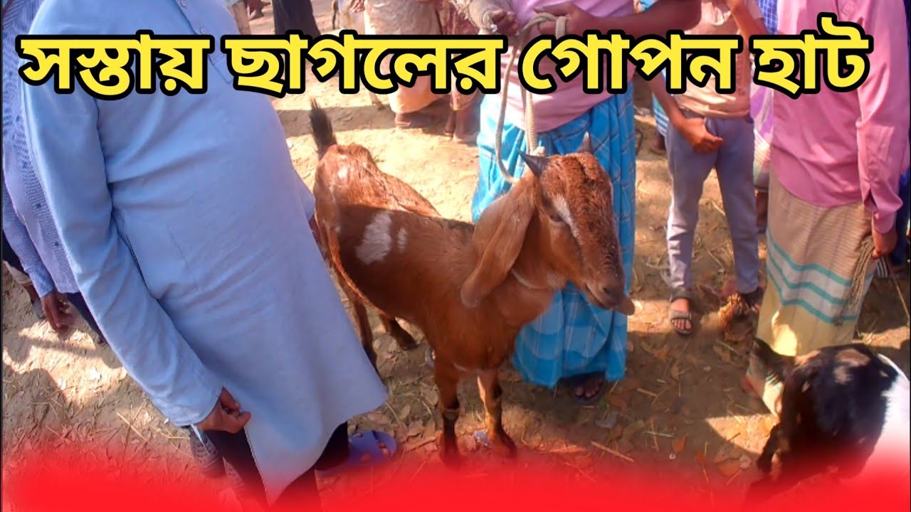 এই হাট থেকে সস্তায়  ছাগল কিনে ব্যাপারীরা বিভিন্ন হাটে  বিক্রি করে। Amar Bangla 7.goat market. 