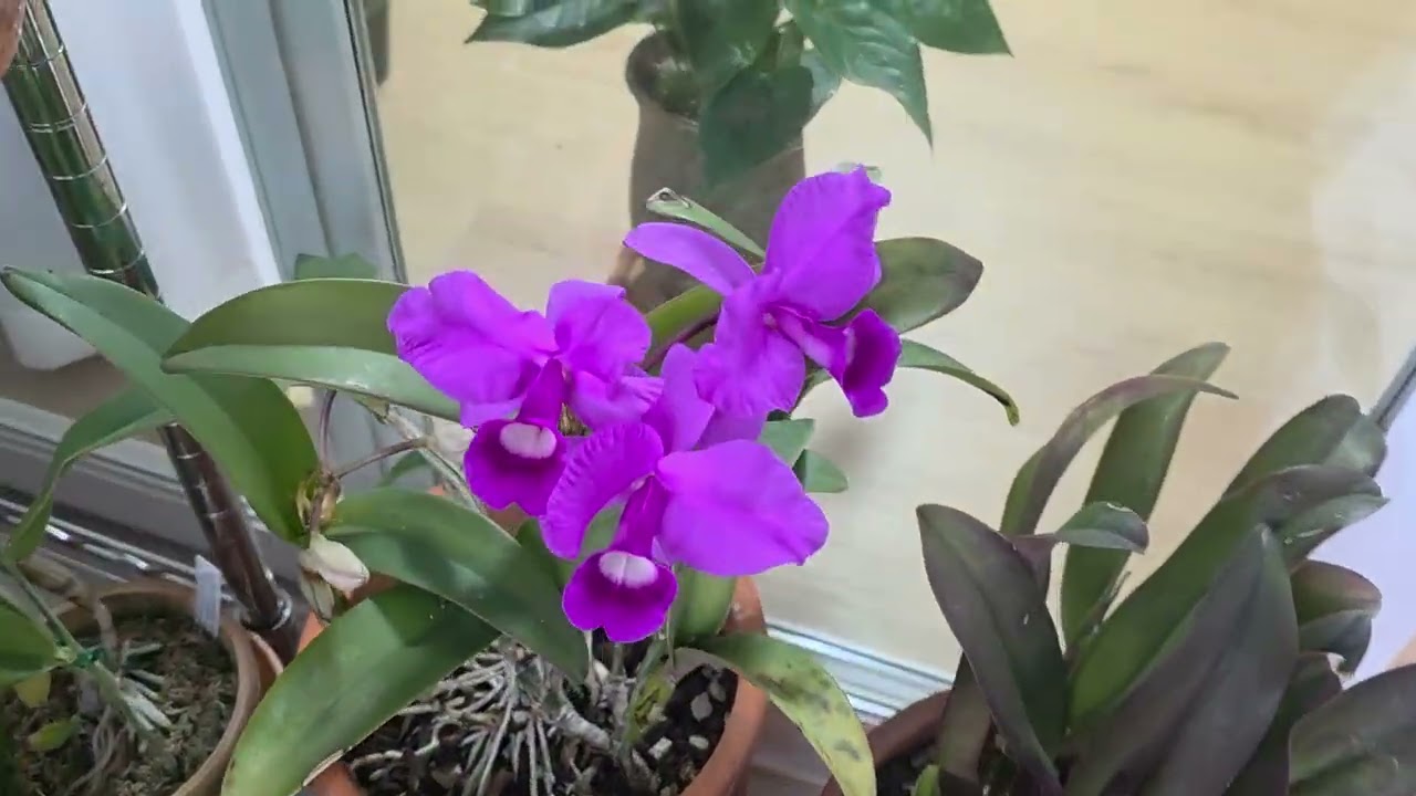 카틀레야꽃개화 입니다