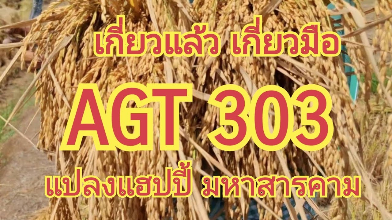 เกี่ยวแล้ว เกี่ยวมือ....... AGT 303.......แปลงแฮปปี้ มหาสารคาม