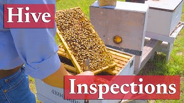 Proper Hive Inspection Techniques | Beekeeping Academy | Ep. 35