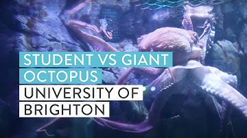 How do you test the intelligence of an octopus? | University of Brighton