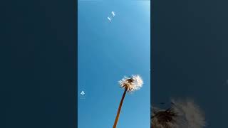 Söyle Bana Hindiba / Nurullah Genç