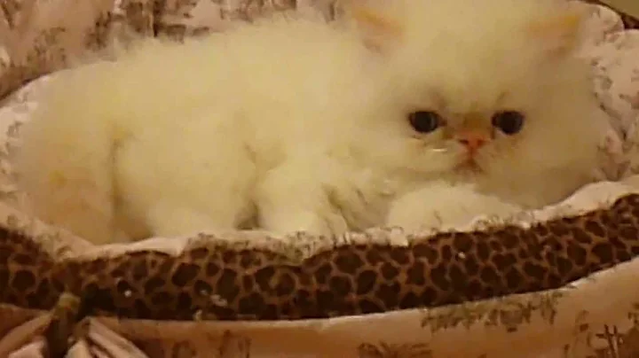 Video 561781: himalayan kittens playing, gardens cattery, litter