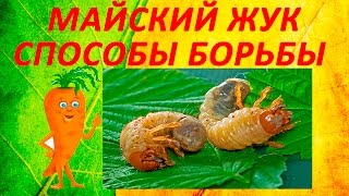 Срочно! Майский жук - смотреть всем! Способы борьбы с личинкой -