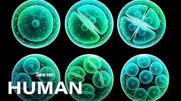 This is How Your Body Makes New Cells