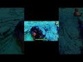 Tôm BỌ NGỰA | MÁY ĐẤM ĐẠI DƯƠNG #animals #animalworld #thegioidongvat #dongvatbien #đạidương