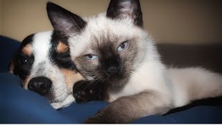 THE BEST CUTE AND FUNNY ANIMAL VIDEOS[funny cats and dogs] #87 by Maymoc Animals 1,653 views 1 year ago 10 minutes, 12 seconds