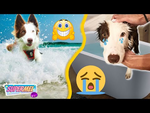 Video: ¡Ayuda! Mi perro odia tomar un baño