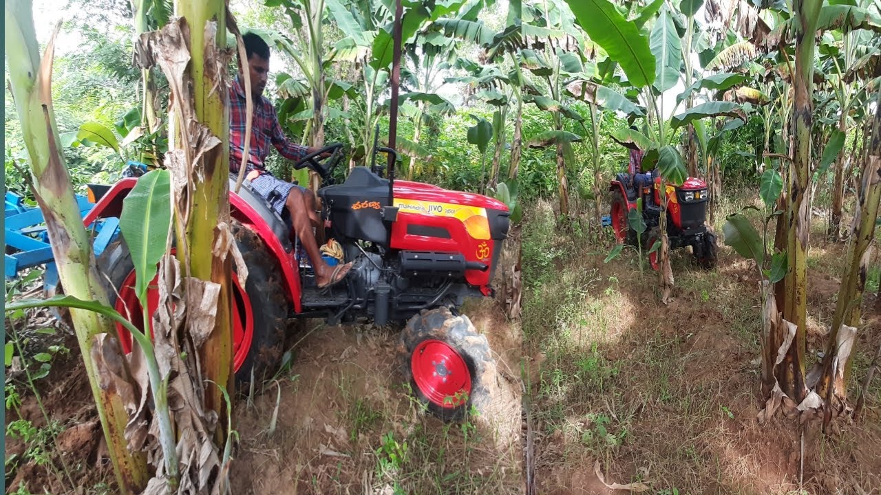 Mahindra mini tractor jivo 245di 4WD || cultivation in banana field