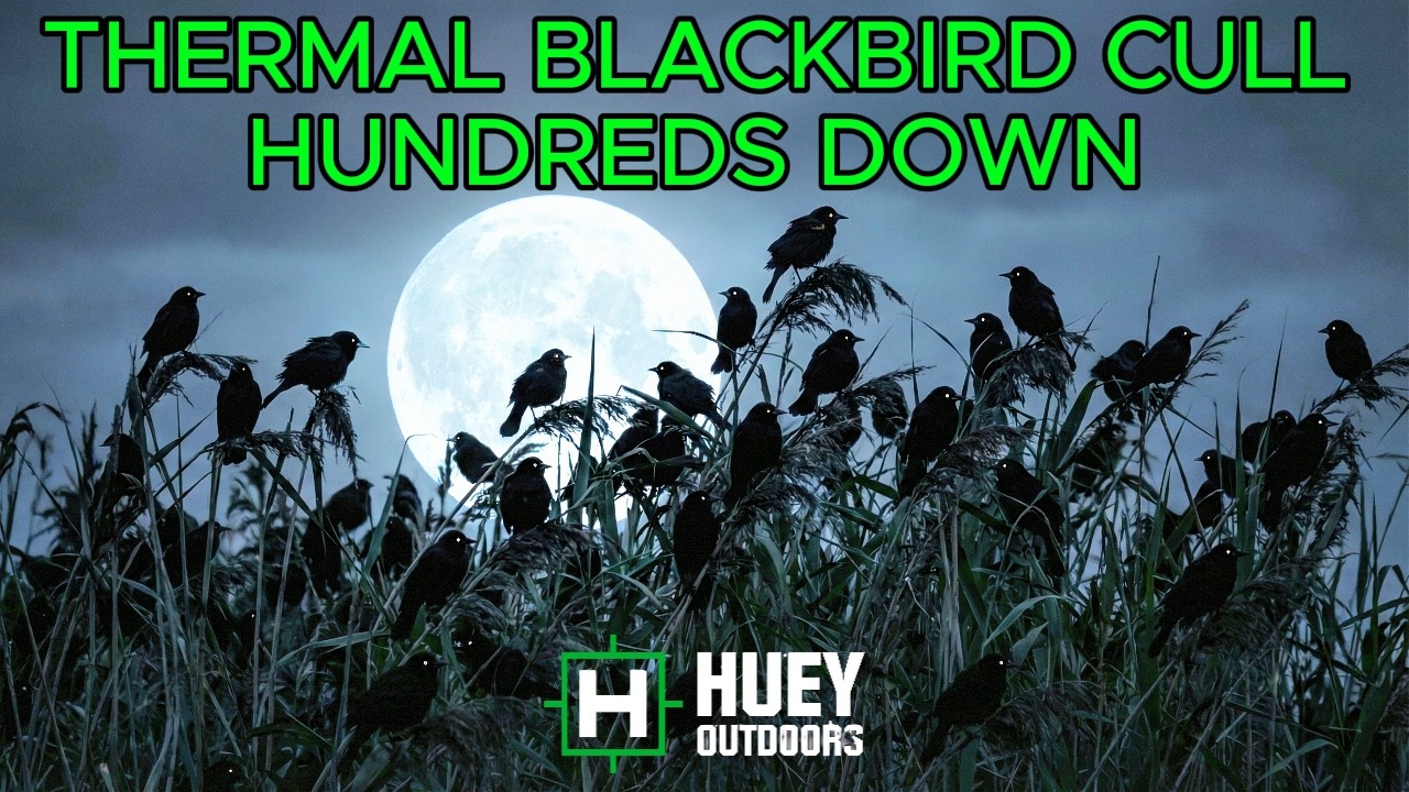 THERMAL BLACKBIRD CULL HUNDREDS DOWN