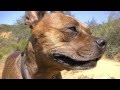 Reservoir Bugsy - Rattlesnake Hunter