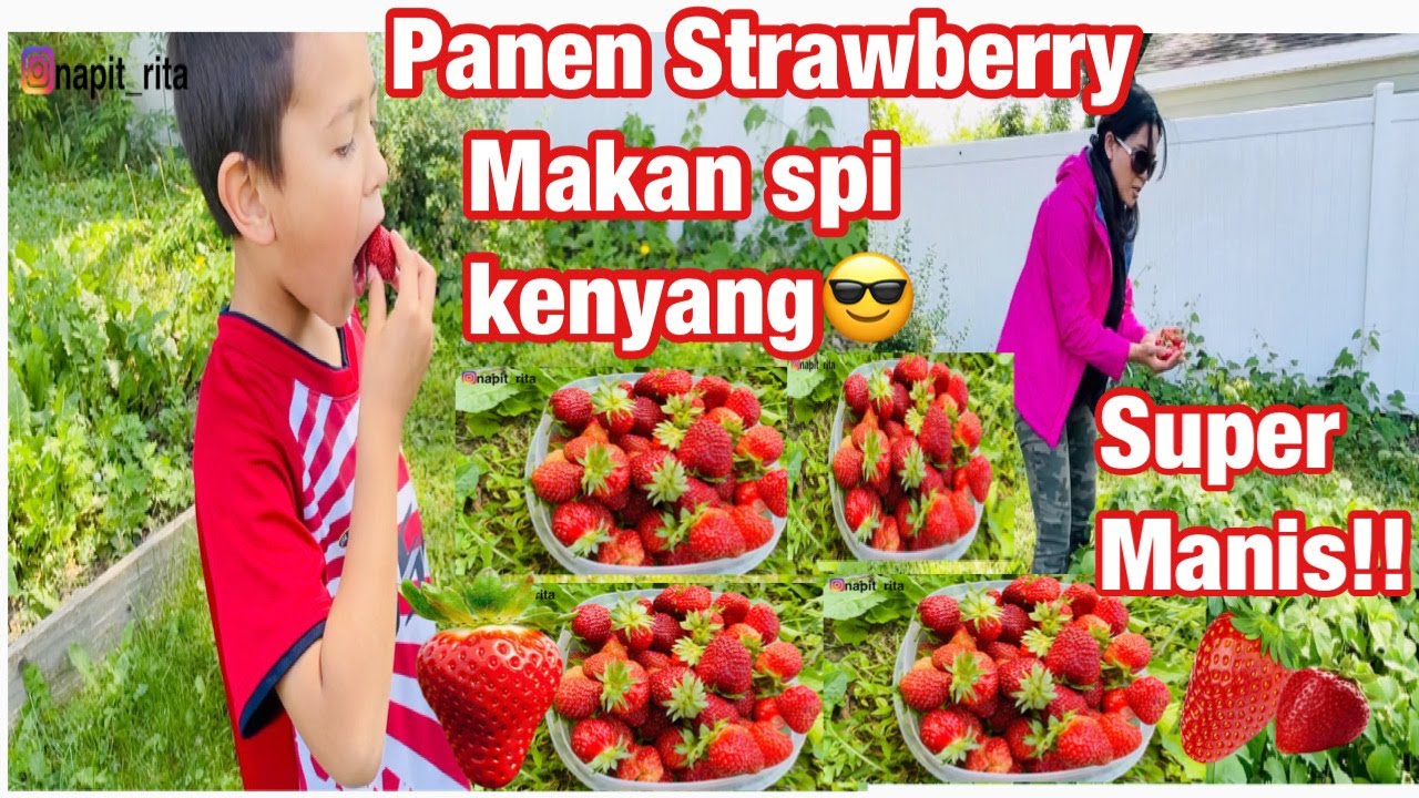BERSYUKUR BGT PANEN STRAWBERRY DI KEBUN SENDIRI MAKAN SEPUASNYA SAMPAI KENYANG 🤩 🥳