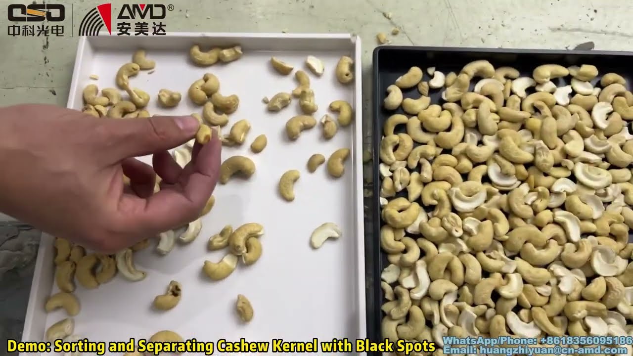 AMD LQ4 Belt Type Sorter Machine for Cashew Kernel Sorting and Separating