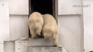 大雨の午後のホッキョクグマ親子~Polar Bears in rain