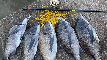 Câu cá tráp biển ở Nhật bằng mồi hà biển フジツボでチヌ黒鯛釣り