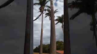 Beleza Dos Coqueiros Imperiais