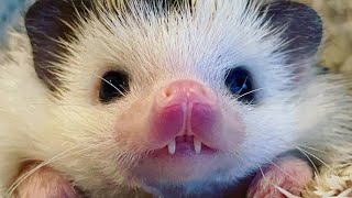 Erizos Graciosos Funny Hedgehogs