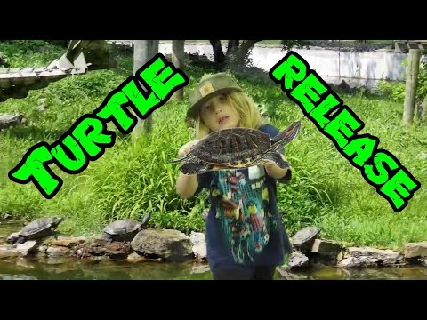 Giving our turtle to the zoo!