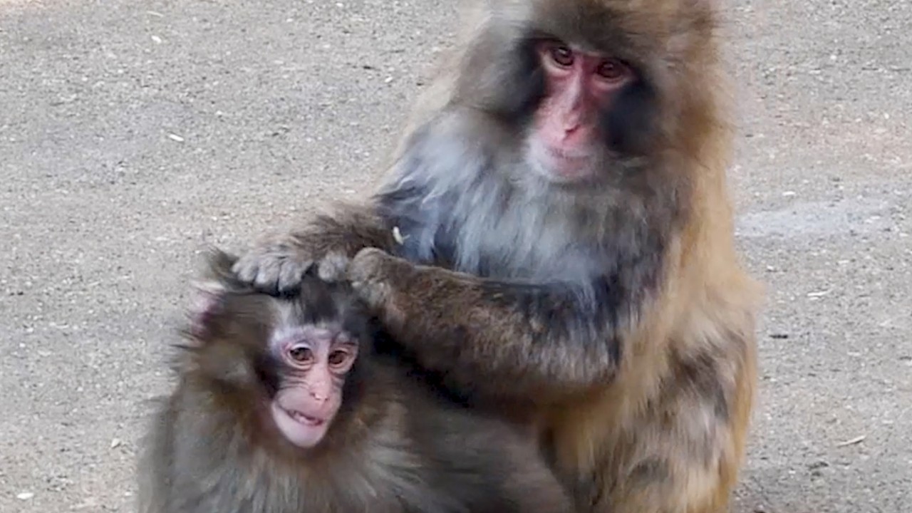 Firmly Grabbed — Punch Held Down by an Adult Monkey