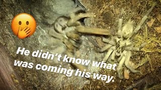 Male Tarantula Escaped Females Fangs And Lived Incredible Reflexes