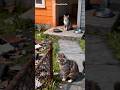 sadcat #cat #catstory #catlovers #catvideos #sadcat #sad #poor #poorcat #kucing #sedih #kasian