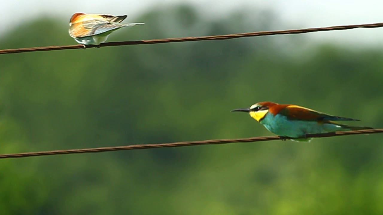 įįįį įįįį - european bee-eater - merops apiaster - YouTube