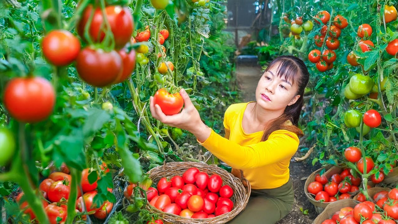 TIMELAPSE -- Harvest 1000+ Giant Tomato on the farm, Use 3-Wheeled Truck Transport Go to Market Sell