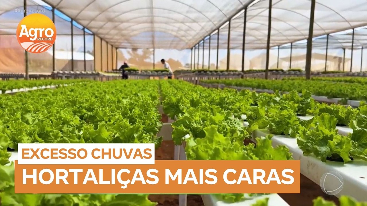 Excesso de chuva faz aumentar o preço das hortaliças