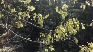 Maple Blossom