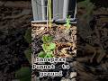🌱Snowpeas ! Punnet to Garden ..🌱 #gardening #wintergarden
