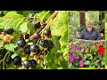 Cassis et caseille  arbustes  petits fruits trs faciles et vertueux le quotidien du jardin n377