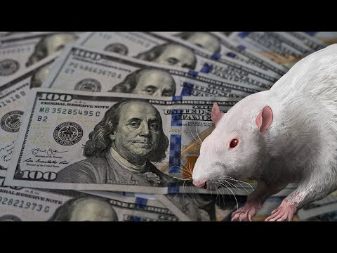 Видео: Как крысы съели $20,000.