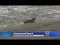 Crocodile Hits The Beach In Hollywood