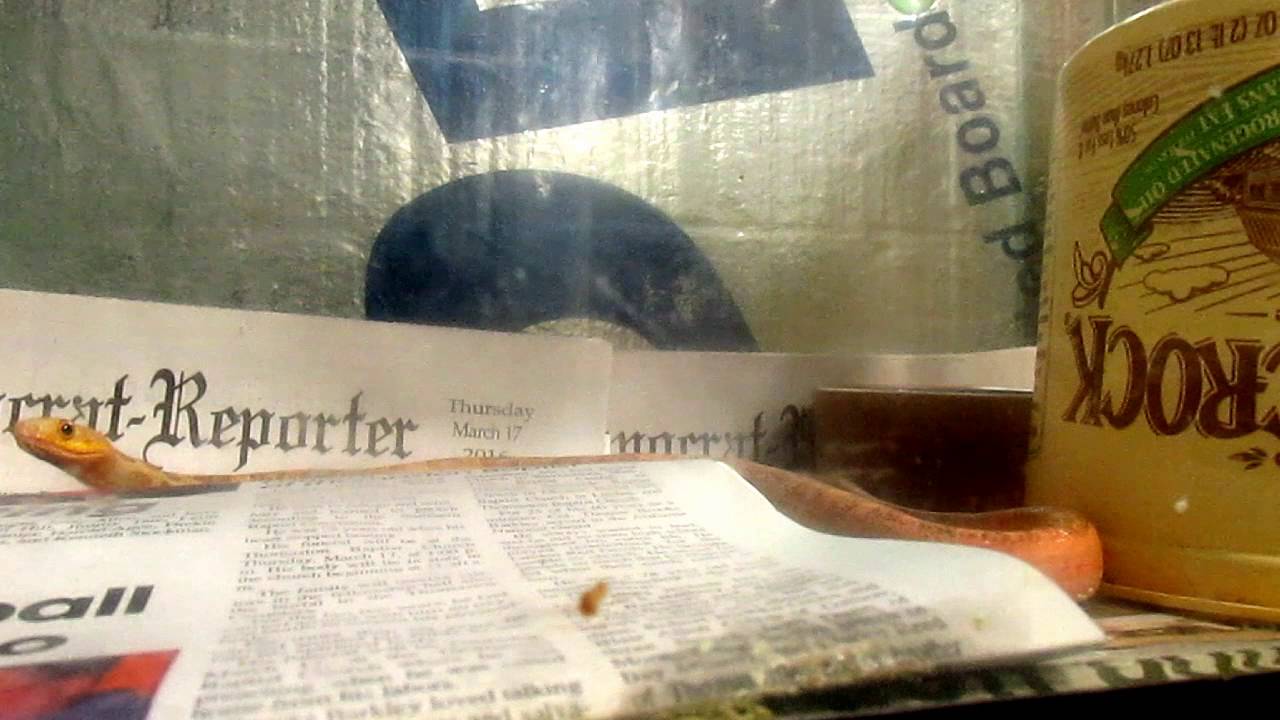 pacman frog full grown WARNING !!!!!most boring LIVE FEEDING video in the world