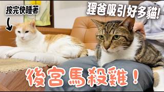 【黃阿瑪的後宮生活】後宮馬殺雞！狸爸吸引好多貓！