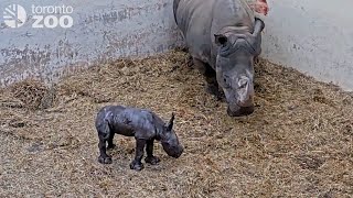 White Rhino Calf Born At The Toronto Zoo