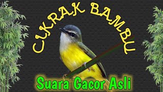 Suara Asli Cikrak Bambu Pikat