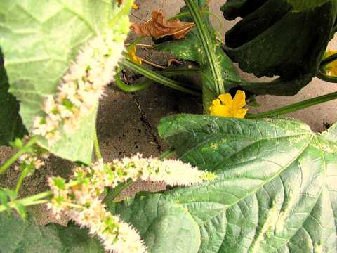 My garden (Netherlands) on 16 august 2026