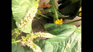 My Garden Netherlands On 16 August 2026