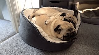 Pug Sandwich
New New Microphone .. Let us know what you think? Stay till the end for a little surprise
Give us a thumbs up if you enjoyed the video and Subscribe if youre not already!
Patreon - https://www.patreon.com/thatpugpablo
Instagram - https://www.instagram.com/thatpugpablo/
Licence;
Intro/Outro Music;
Get Outside! - Jason Farnham: https://youtu.be/x1T6QFpd0J4 Pug Sandwich