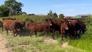 Happy cows running to fresh grass summer grazing and escaping !!!!