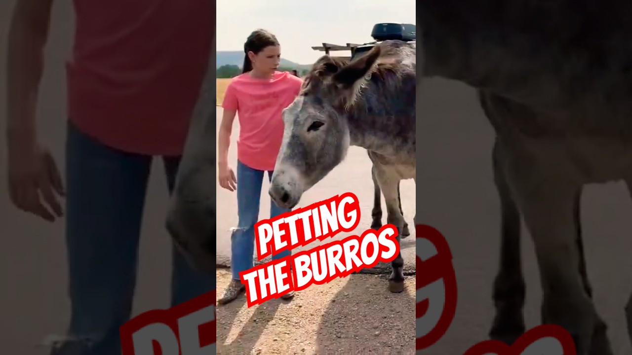 These burros are so used to people, they stuck their whole heads into our van looking for carrots!